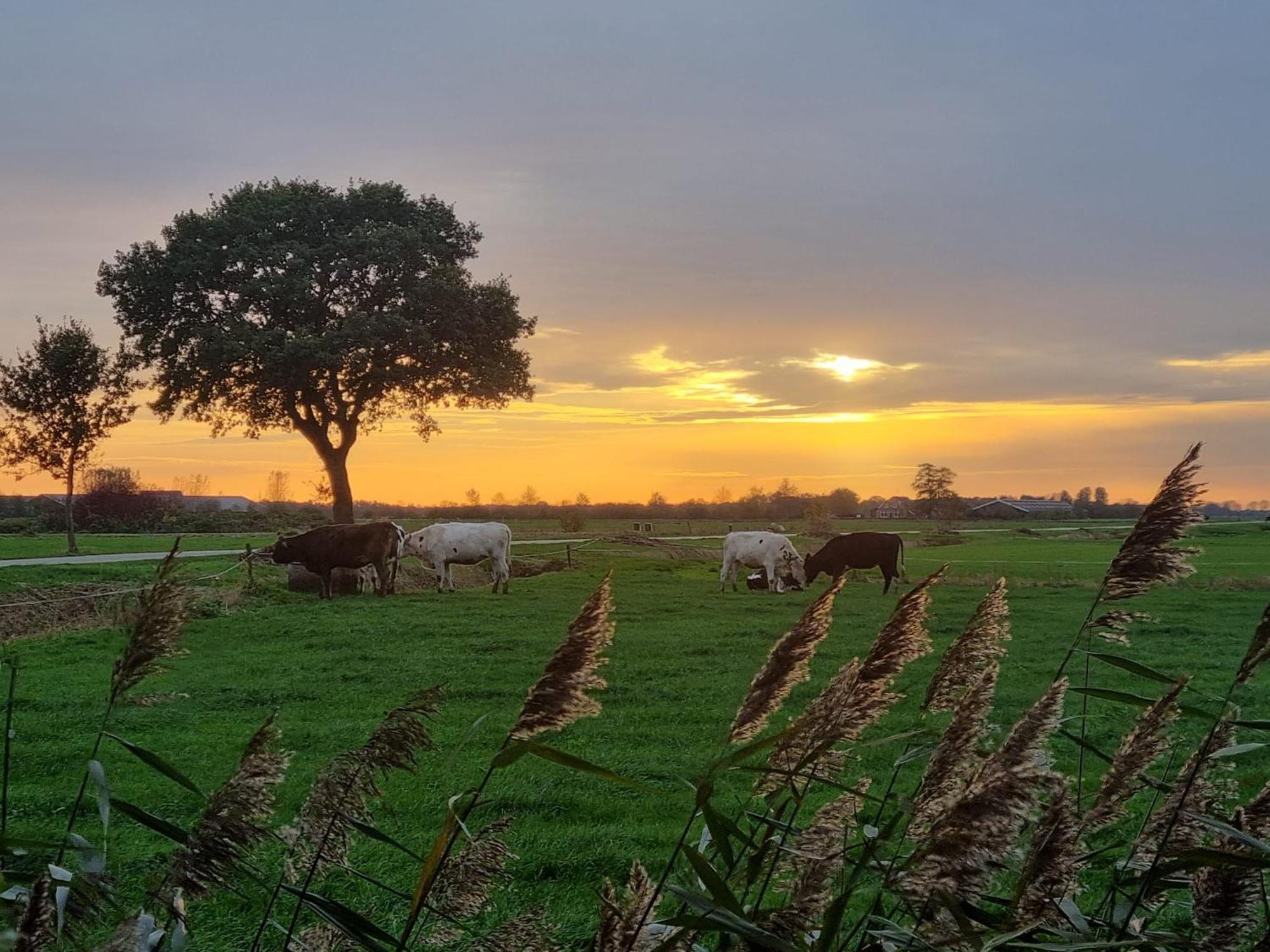 Guesthouse Het Gouden Eiland Veendam Esterno foto